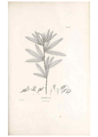 Reproducción/Reproduction 49521260653: Nova genera et species plantarum :. Antverpiae :Ex officina Christophori Plantini ...,1576.. 