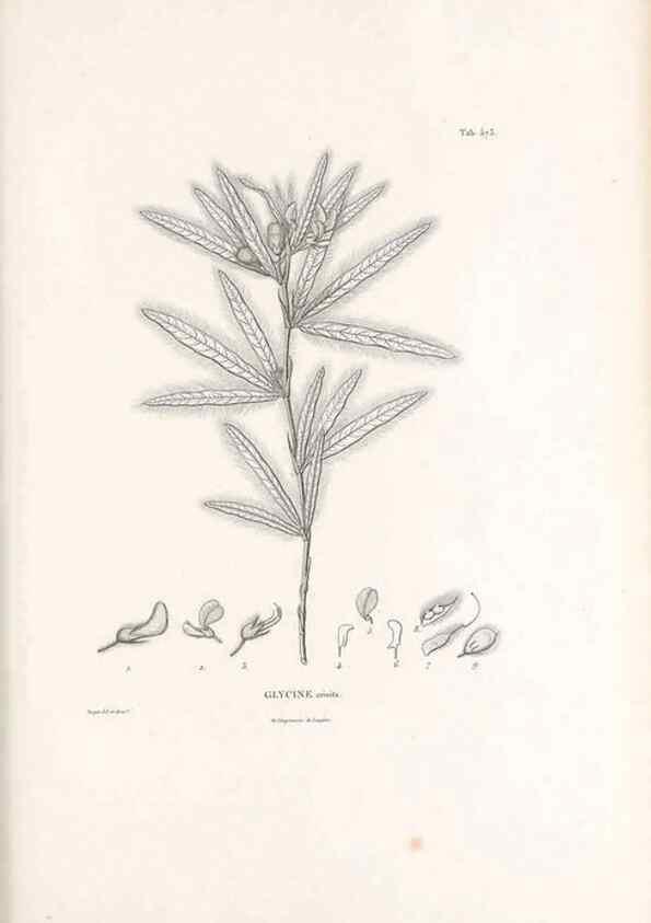 Reproducción/Reproduction 49521260653: Nova genera et species plantarum :. Antverpiae :Ex officina Christophori Plantini ...,1576.. 