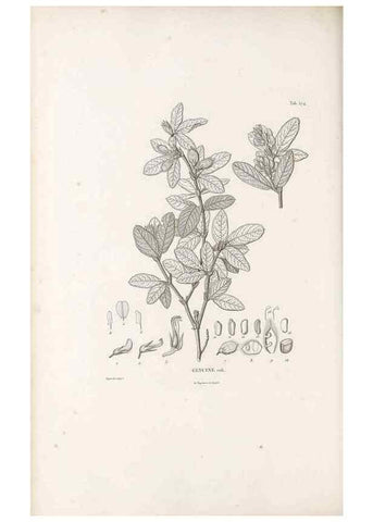 Reproducción/Reproduction 49521261068: Nova genera et species plantarum :. Antverpiae :Ex officina Christophori Plantini ...,1576.. 
