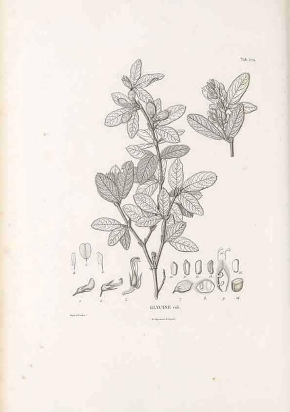 Reproducción/Reproduction 49521261068: Nova genera et species plantarum :. Antverpiae :Ex officina Christophori Plantini ...,1576.. 