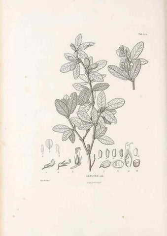 Reproducción/Reproduction 49521261068: Nova genera et species plantarum :. Antverpiae :Ex officina Christophori Plantini ...,1576.. 
