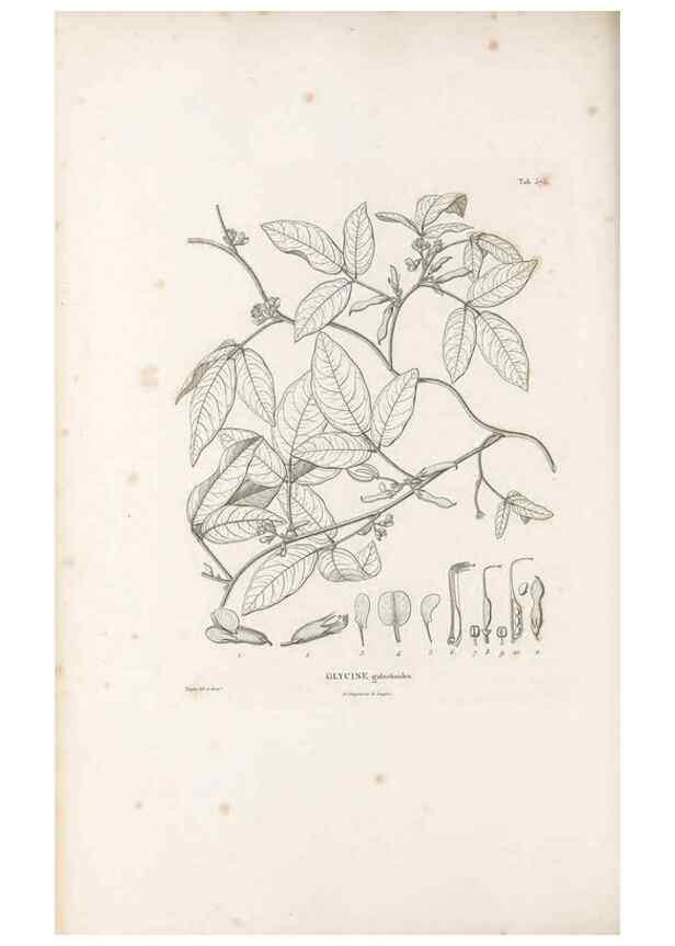 Reproducción/Reproduction 49521785041: Nova genera et species plantarum :. Antverpiae :Ex officina Christophori Plantini ...,1576.. 