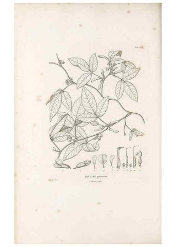 Reproducción/Reproduction 49521785041: Nova genera et species plantarum :. Antverpiae :Ex officina Christophori Plantini ...,1576.. 