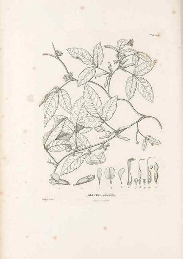 Reproducción/Reproduction 49521785041: Nova genera et species plantarum :. Antverpiae :Ex officina Christophori Plantini ...,1576.. 