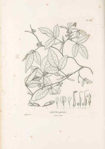 Reproducción/Reproduction 49521785041: Nova genera et species plantarum :. Antverpiae :Ex officina Christophori Plantini ...,1576.. 