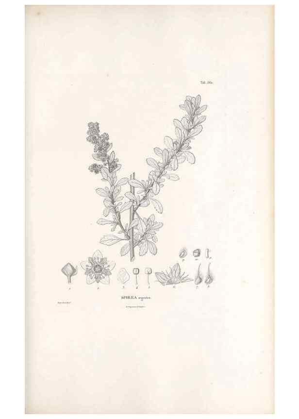Reproducción/Reproduction 49521992392: Nova genera et species plantarum :. Antverpiae :Ex officina Christophori Plantini ...,1576.. 