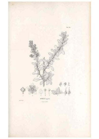 Reproducción/Reproduction 49521992392: Nova genera et species plantarum :. Antverpiae :Ex officina Christophori Plantini ...,1576.. 