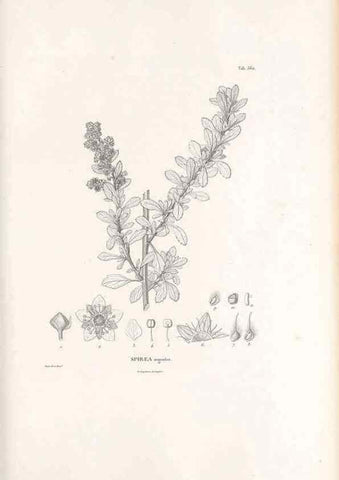 Reproducción/Reproduction 49521992392: Nova genera et species plantarum :. Antverpiae :Ex officina Christophori Plantini ...,1576.. 