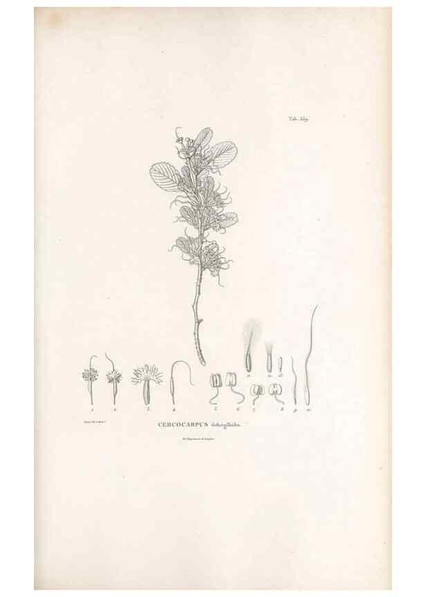 Reproducción/Reproduction 49521992062: Nova genera et species plantarum :. Antverpiae :Ex officina Christophori Plantini ...,1576.. 