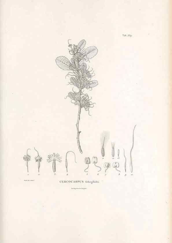 Reproducción/Reproduction 49521992062: Nova genera et species plantarum :. Antverpiae :Ex officina Christophori Plantini ...,1576.. 