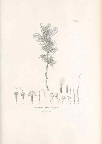 Reproducción/Reproduction 49521992062: Nova genera et species plantarum :. Antverpiae :Ex officina Christophori Plantini ...,1576.. 