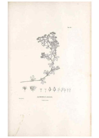 Reproducción/Reproduction 49521991717: Nova genera et species plantarum :. Antverpiae :Ex officina Christophori Plantini ...,1576.. 