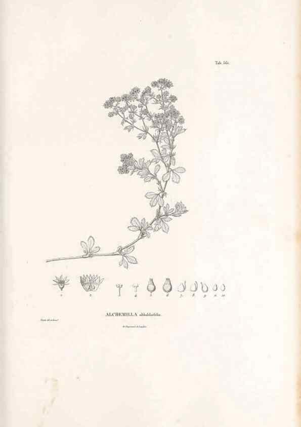 Reproducción/Reproduction 49521991717: Nova genera et species plantarum :. Antverpiae :Ex officina Christophori Plantini ...,1576.. 