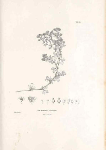 Reproducción/Reproduction 49521991717: Nova genera et species plantarum :. Antverpiae :Ex officina Christophori Plantini ...,1576.. 
