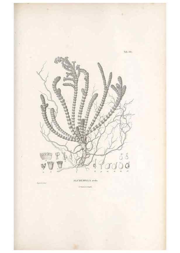 Reproducción/Reproduction 49521255353: Nova genera et species plantarum :. Antverpiae :Ex officina Christophori Plantini ...,1576.. 