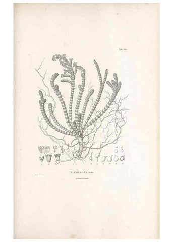 Reproducción/Reproduction 49521255353: Nova genera et species plantarum :. Antverpiae :Ex officina Christophori Plantini ...,1576.. 