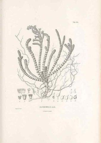 Reproducción/Reproduction 49521255353: Nova genera et species plantarum :. Antverpiae :Ex officina Christophori Plantini ...,1576.. 