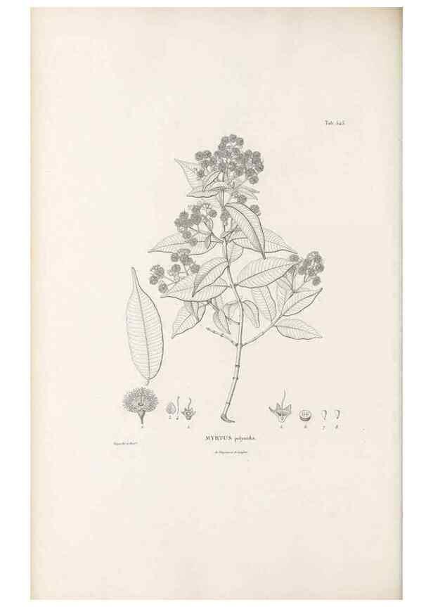 Reproducción/Reproduction 49521985867: Nova genera et species plantarum :. Antverpiae :Ex officina Christophori Plantini ...,1576.. 