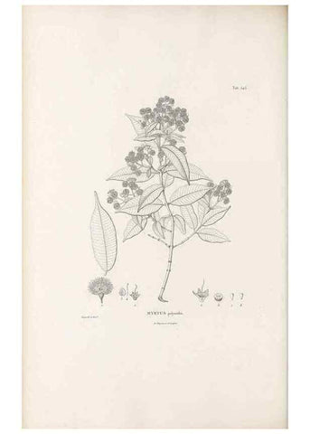 Reproducción/Reproduction 49521985867: Nova genera et species plantarum :. Antverpiae :Ex officina Christophori Plantini ...,1576.. 