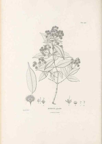 Reproducción/Reproduction 49521985867: Nova genera et species plantarum :. Antverpiae :Ex officina Christophori Plantini ...,1576.. 