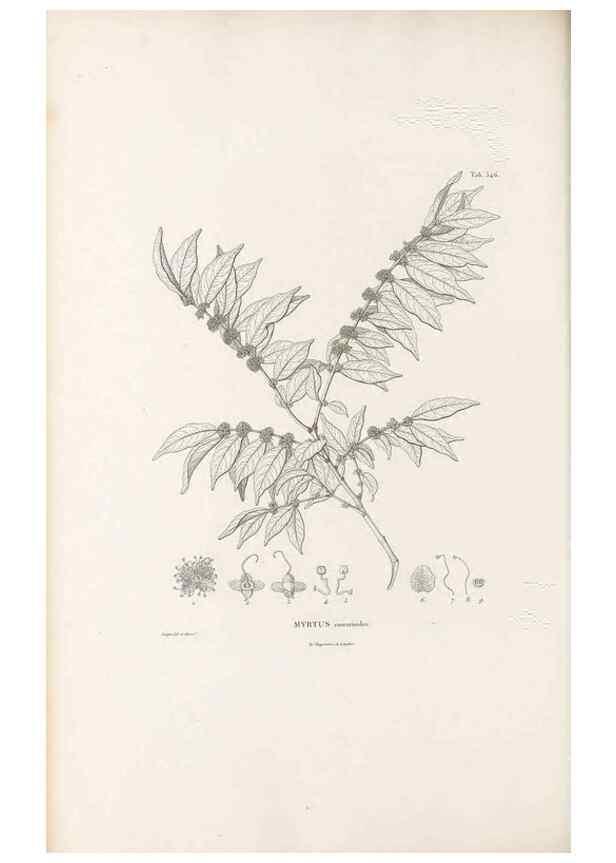 Reproducción/Reproduction 49521986127: Nova genera et species plantarum :. Antverpiae :Ex officina Christophori Plantini ...,1576.. 