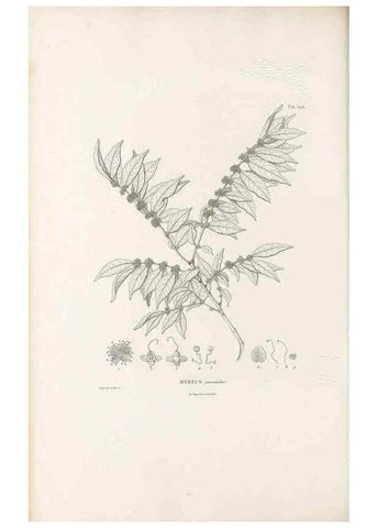 Reproducción/Reproduction 49521986127: Nova genera et species plantarum :. Antverpiae :Ex officina Christophori Plantini ...,1576.. 