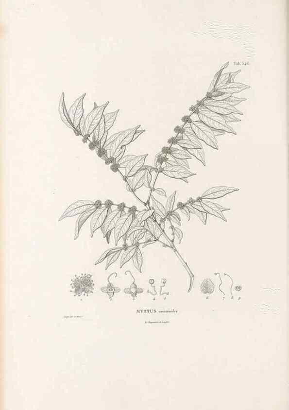 Reproducción/Reproduction 49521986127: Nova genera et species plantarum :. Antverpiae :Ex officina Christophori Plantini ...,1576.. 