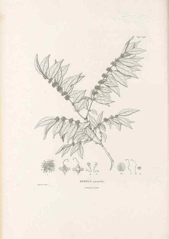 Reproducción/Reproduction 49521986127: Nova genera et species plantarum :. Antverpiae :Ex officina Christophori Plantini ...,1576.. 