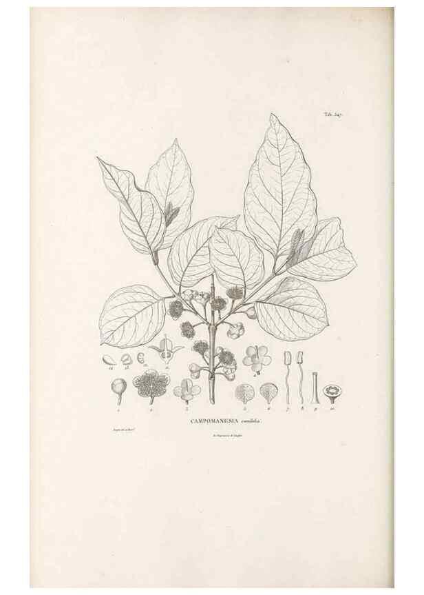 Reproducción/Reproduction 49521986407: Nova genera et species plantarum :. Antverpiae :Ex officina Christophori Plantini ...,1576.. 