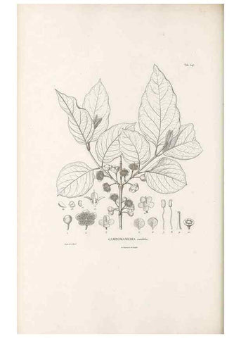 Reproducción/Reproduction 49521986407: Nova genera et species plantarum :. Antverpiae :Ex officina Christophori Plantini ...,1576.. 