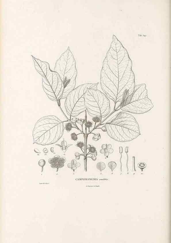 Reproducción/Reproduction 49521986407: Nova genera et species plantarum :. Antverpiae :Ex officina Christophori Plantini ...,1576.. 