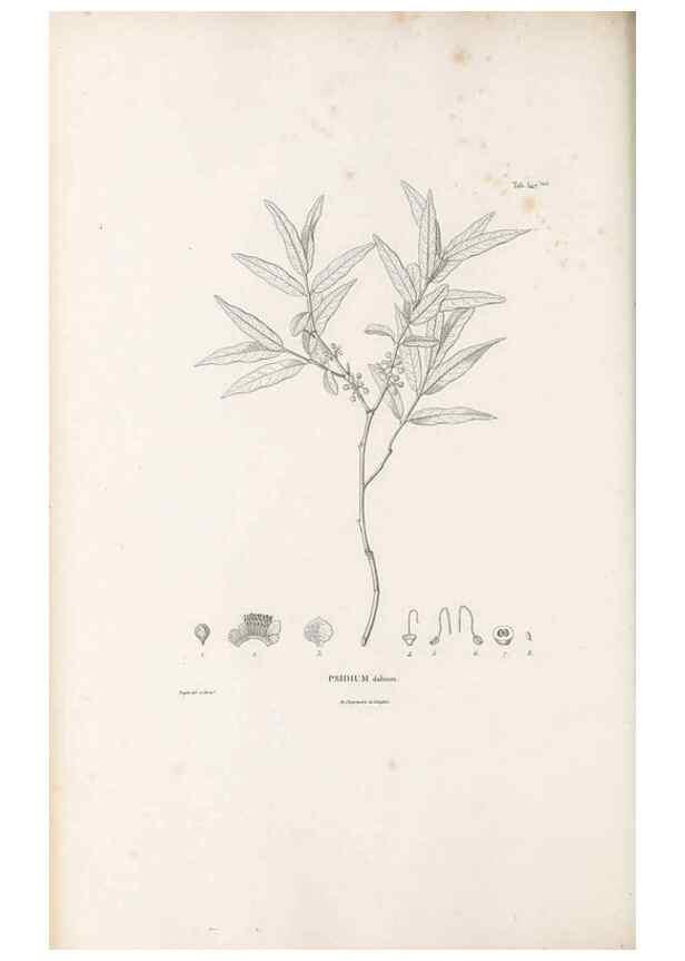 Reproducción/Reproduction 49521774391: Nova genera et species plantarum :. Antverpiae :Ex officina Christophori Plantini ...,1576.. 
