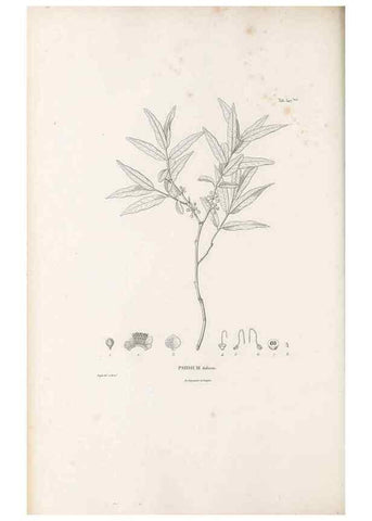 Reproducción/Reproduction 49521774391: Nova genera et species plantarum :. Antverpiae :Ex officina Christophori Plantini ...,1576.. 