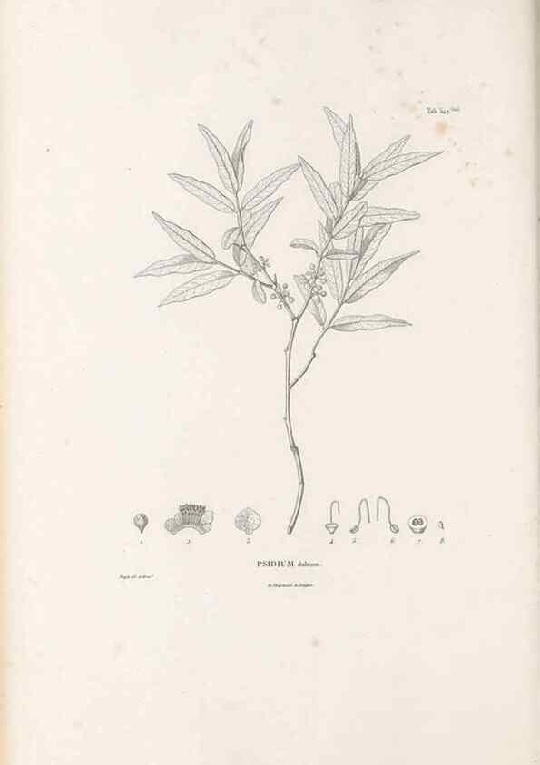 Reproducción/Reproduction 49521774391: Nova genera et species plantarum :. Antverpiae :Ex officina Christophori Plantini ...,1576.. 