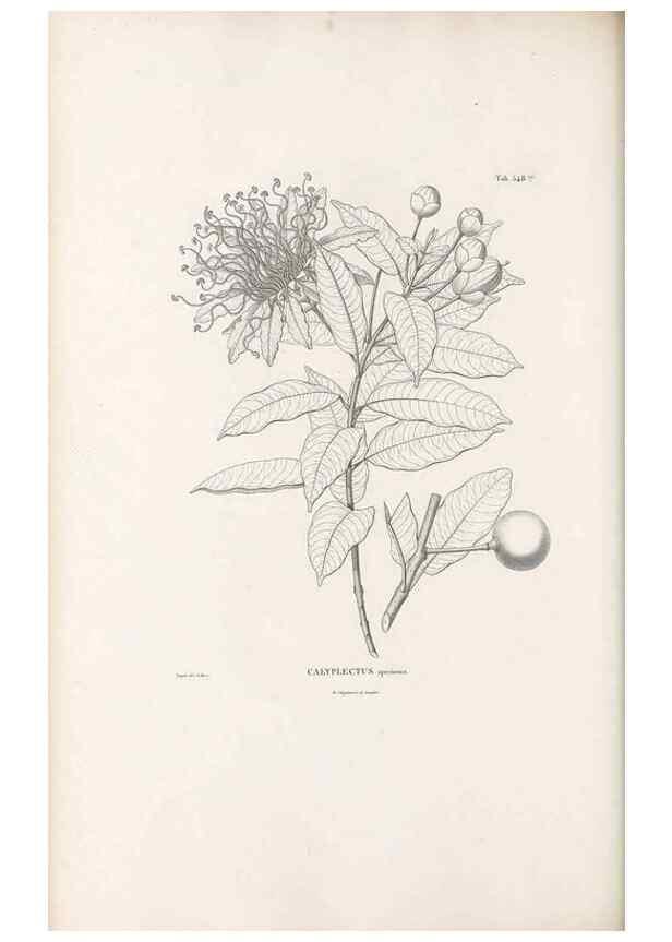 Reproducción/Reproduction 49521774711: Nova genera et species plantarum :. Antverpiae :Ex officina Christophori Plantini ...,1576.. 