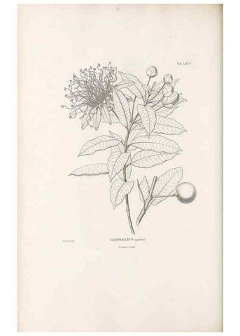 Reproducción/Reproduction 49521774711: Nova genera et species plantarum :. Antverpiae :Ex officina Christophori Plantini ...,1576.. 