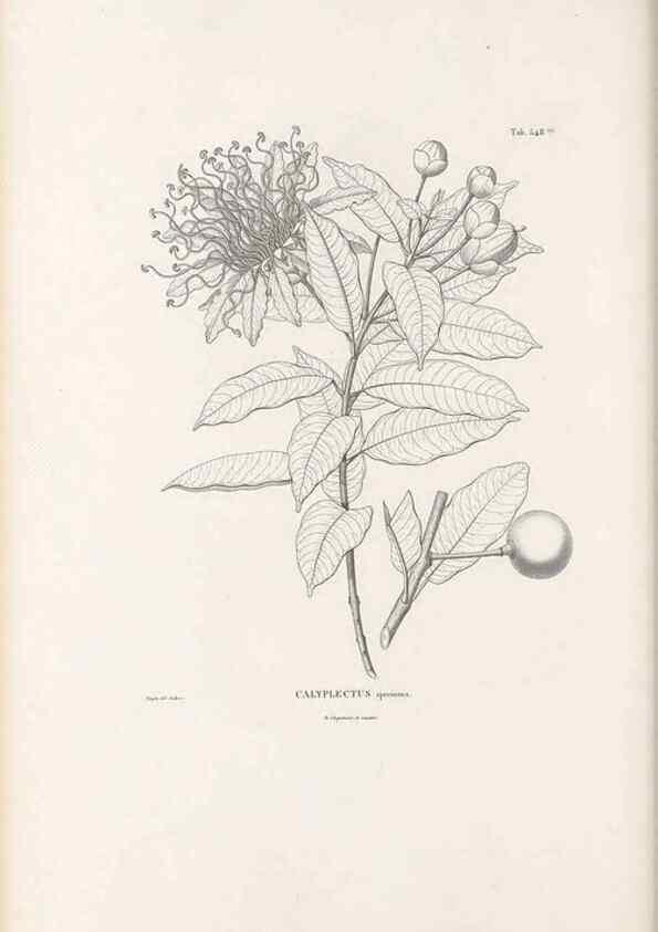 Reproducción/Reproduction 49521774711: Nova genera et species plantarum :. Antverpiae :Ex officina Christophori Plantini ...,1576.. 