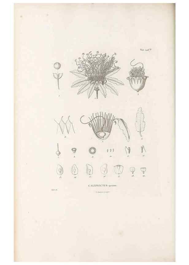 Reproducción/Reproduction 49521987502: Nova genera et species plantarum :. Antverpiae :Ex officina Christophori Plantini ...,1576.. 