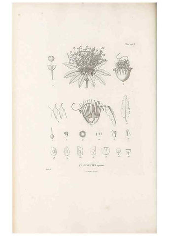 Reproducción/Reproduction 49521987502: Nova genera et species plantarum :. Antverpiae :Ex officina Christophori Plantini ...,1576.. 