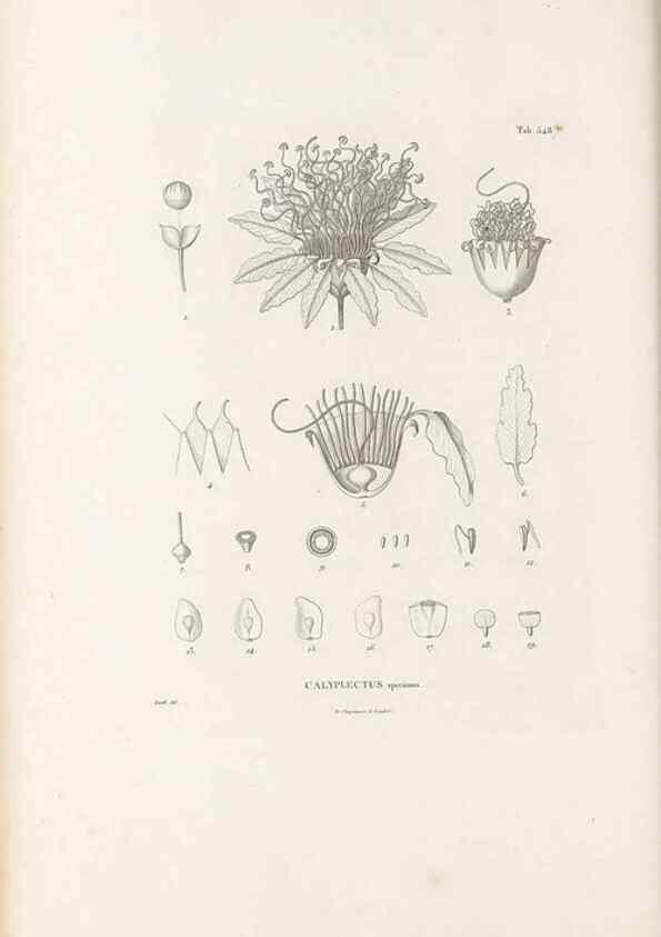 Reproducción/Reproduction 49521987502: Nova genera et species plantarum :. Antverpiae :Ex officina Christophori Plantini ...,1576.. 