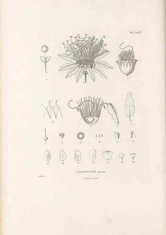 Reproducción/Reproduction 49521987502: Nova genera et species plantarum :. Antverpiae :Ex officina Christophori Plantini ...,1576.. 