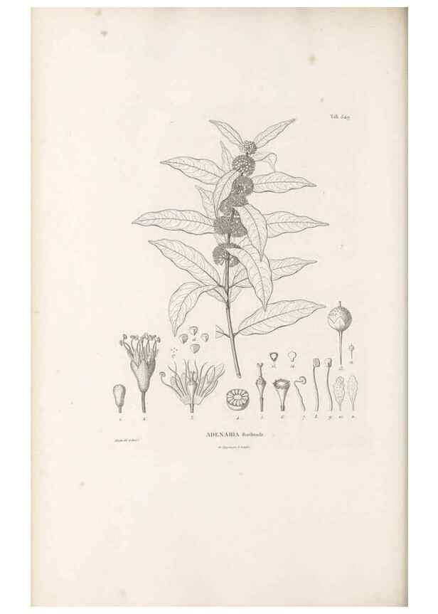 Reproducción/Reproduction 49521775371: Nova genera et species plantarum :. Antverpiae :Ex officina Christophori Plantini ...,1576.. 