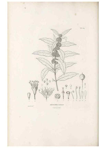 Reproducción/Reproduction 49521775371: Nova genera et species plantarum :. Antverpiae :Ex officina Christophori Plantini ...,1576.. 