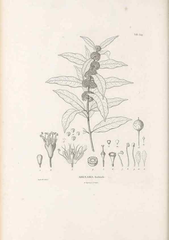 Reproducción/Reproduction 49521775371: Nova genera et species plantarum :. Antverpiae :Ex officina Christophori Plantini ...,1576.. 