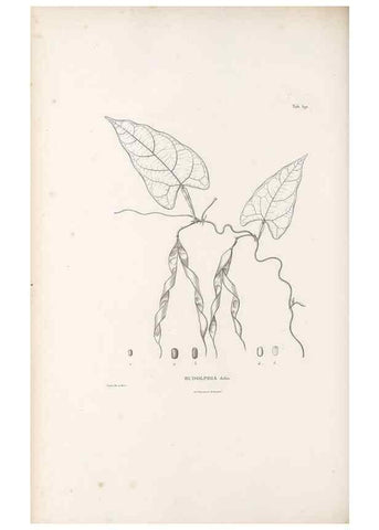 Reproducción/Reproduction 49521785371: Nova genera et species plantarum :. Antverpiae :Ex officina Christophori Plantini ...,1576.. 