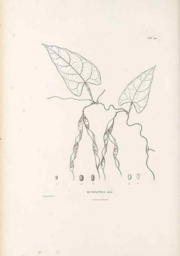 Reproducción/Reproduction 49521785371: Nova genera et species plantarum :. Antverpiae :Ex officina Christophori Plantini ...,1576.. 