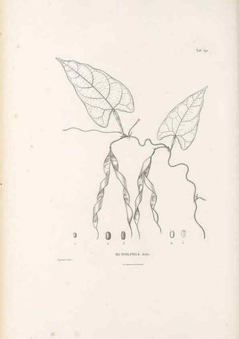 Reproducción/Reproduction 49521785371: Nova genera et species plantarum :. Antverpiae :Ex officina Christophori Plantini ...,1576.. 