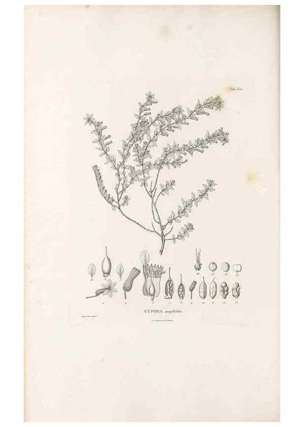 Reproducción/Reproduction 49521775776: Nova genera et species plantarum :. Antverpiae :Ex officina Christophori Plantini ...,1576.. 