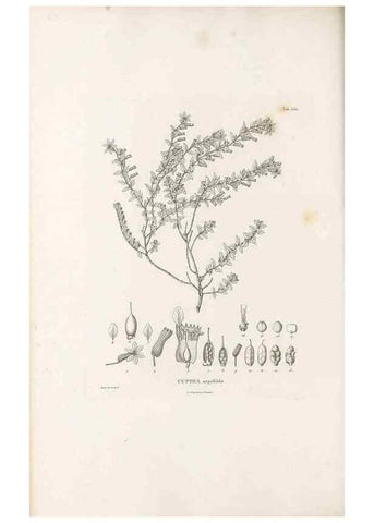 Reproducción/Reproduction 49521775776: Nova genera et species plantarum :. Antverpiae :Ex officina Christophori Plantini ...,1576.. 