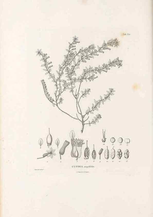 Reproducción/Reproduction 49521775776: Nova genera et species plantarum :. Antverpiae :Ex officina Christophori Plantini ...,1576.. 